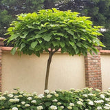 Copacul tigareta (Catalpa Nana) - VERDENA-Tulpina de 80 cm inaltime livrat in ghiveci de 5 L