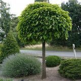 Copacul Tigareta (Catalpa Nana) - VERDENA-Tulpina de 80 cm inaltime livrat in ghiveci de 5 L