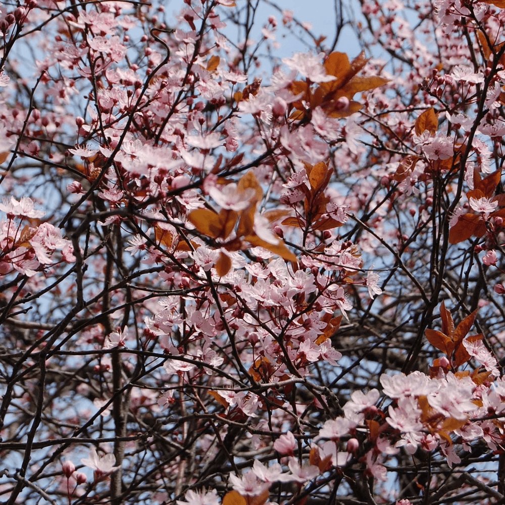 Prun ornamental Corcodus rosu (Prunus cerasifera Nigra) | Verdena