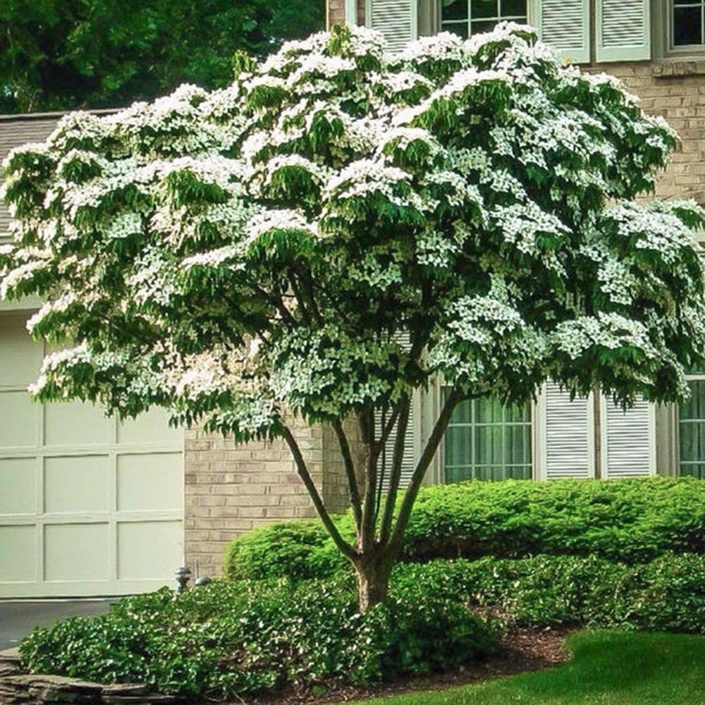 Corn Chinezesc Cornus Kousa Milky Way cu Flori Albe - VERDENA-60-80 cm inaltime, livrat in ghiveci de 7.5 l