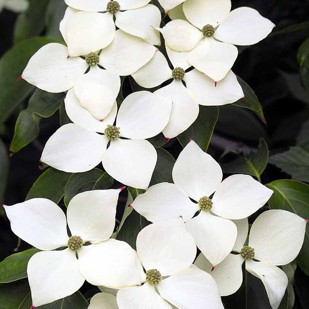 Corn Chinezesc Cornus Kousa Milky Way cu Flori Albe - VERDENA-60-80 cm inaltime, livrat in ghiveci de 7.5 l
