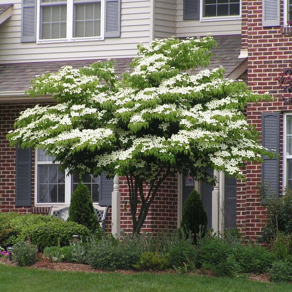 Corn Chinezesc Cornus Kousa Milky Way cu Flori Albe - VERDENA-60-80 cm inaltime, livrat in ghiveci de 7.5 l