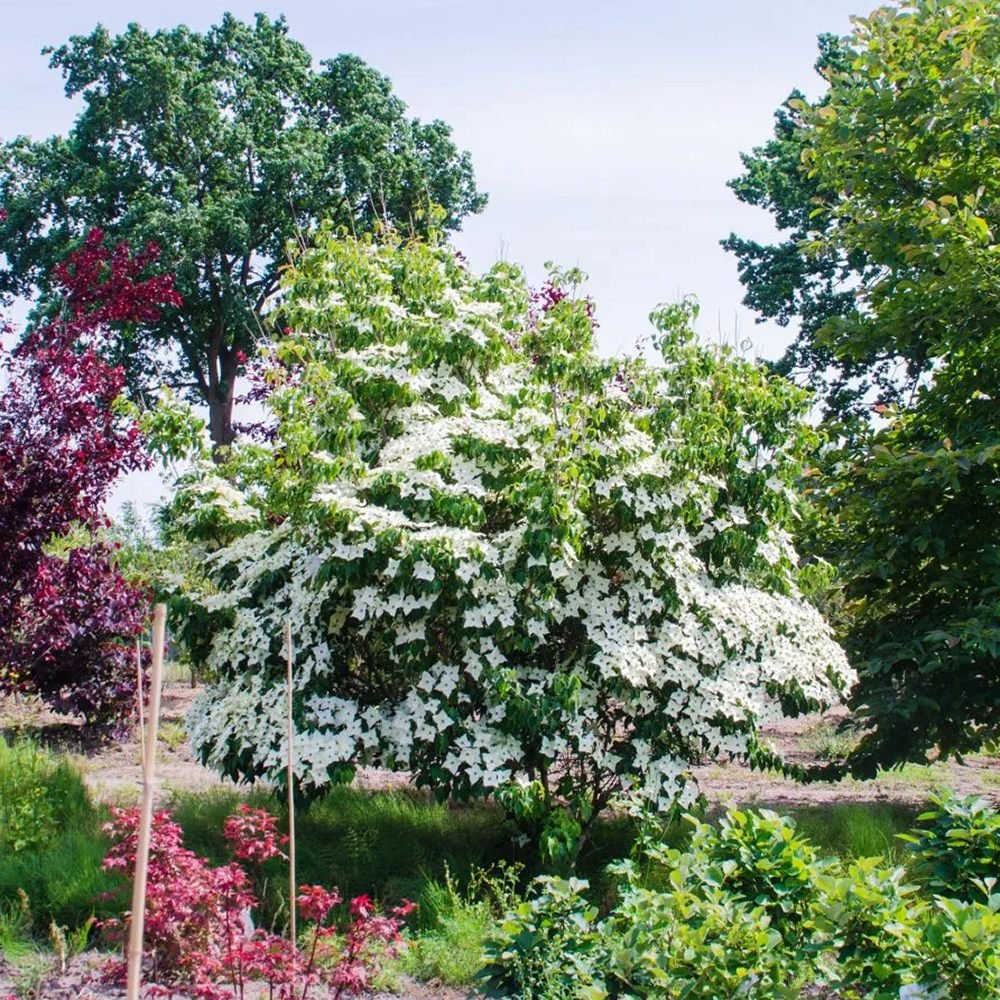 Corn Chinezesc Cornus Kousa Milky Way cu Flori Albe - VERDENA-60-80 cm inaltime, livrat in ghiveci de 7.5 l
