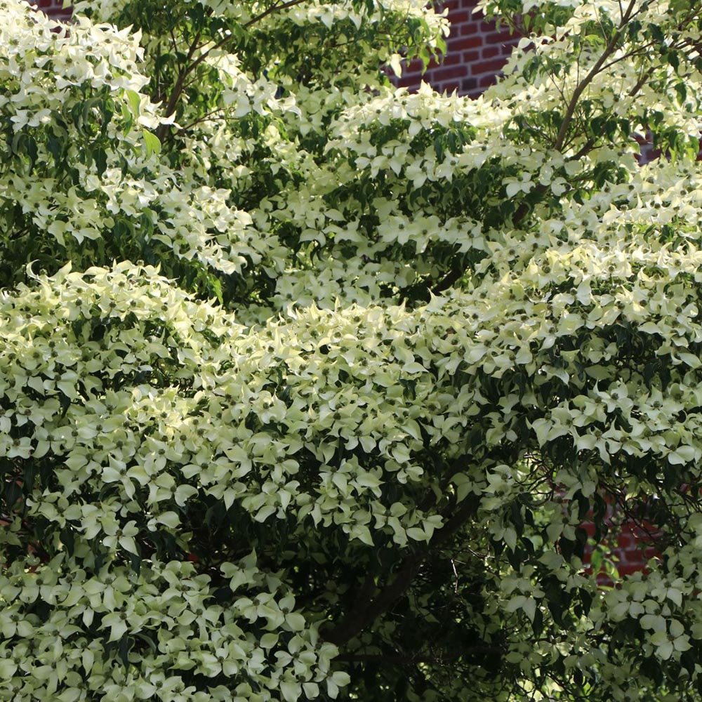 Corn Chinezesc Cornus Kousa Milky Way cu Flori Albe