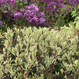 Cornus alba Elegantissima, 80-100 cm inaltime, in ghiveci de 7.5L