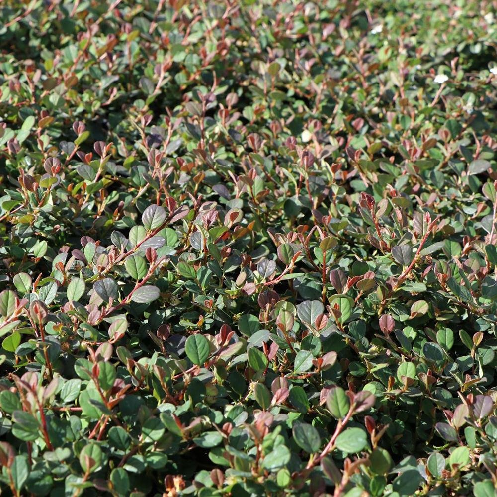 Cotoneaster Frieders Evergreen, 10-15 cm inaltime, in ghiveci de 0.5L
