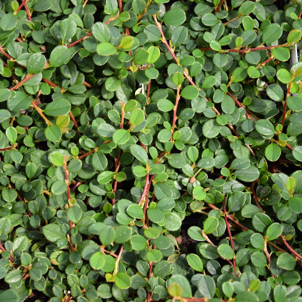 Cotoneaster Frieders Evergreen, 10-15 cm inaltime, in ghiveci de 0.5L