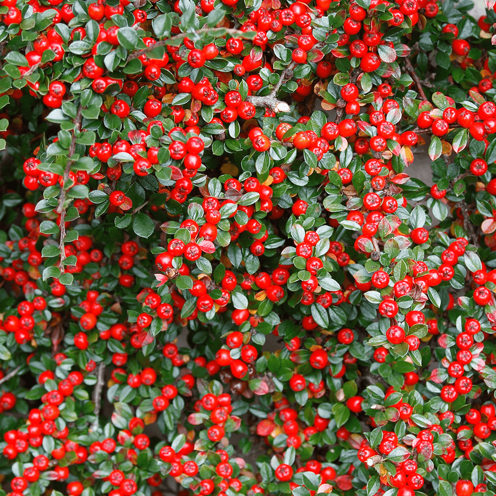 Cotoneaster horizontalis, 30-  40 inaltime, in ghiveci de 3L