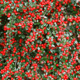 Cotoneaster horizontalis, 30-  40 inaltime, in ghiveci de 3L