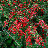 Cotoneaster horizontalis, 30-  40 inaltime, in ghiveci de 3L