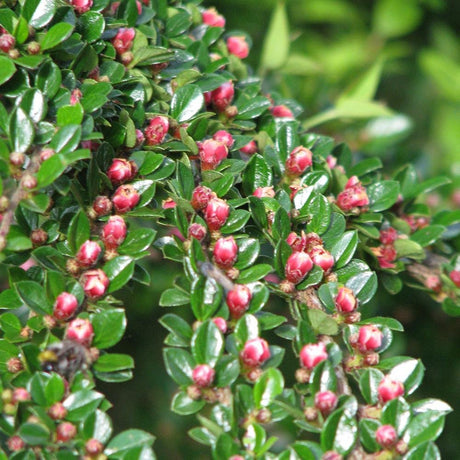 Cotoneaster horizontalis, 30-  40 inaltime, in ghiveci de 3L