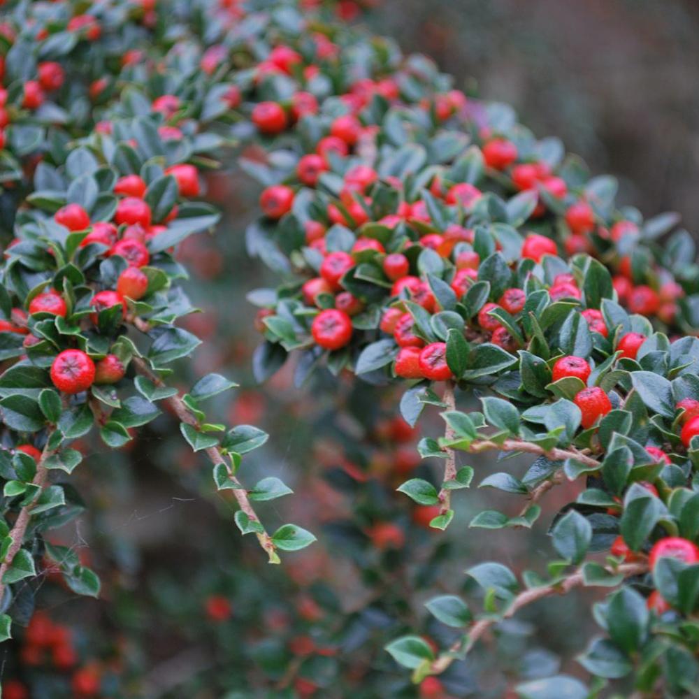 Cotoneaster horizontalis, 30-  40 inaltime, in ghiveci de 3L