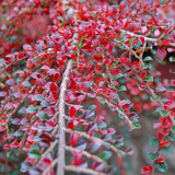 Cotoneaster horizontalis, 30-  40 inaltime, in ghiveci de 3L