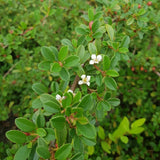 Cotoneaster horizontalis Eichholz, 15-  20 inaltime, in ghiveci de 0.5L