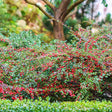 Cotoneaster horizontalis Tarator Major, cu bobite rosii