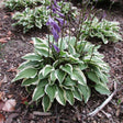 Crin de toamna (Hosta) Albomarginata - VERDENA-30 cm livrat in ghiveci de 2 L