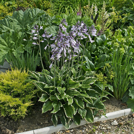 Black Friday - Reduceri Crin de Toamna (Hosta) Aureomarginata, cu frunzis verde si margini galbene Promotie