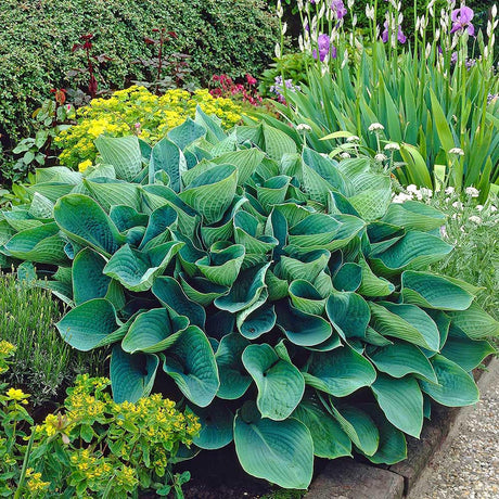 Black Friday - Reduceri Crin de Toamna (Hosta) Elegans, cu frunzis albastru-verzui Promotie