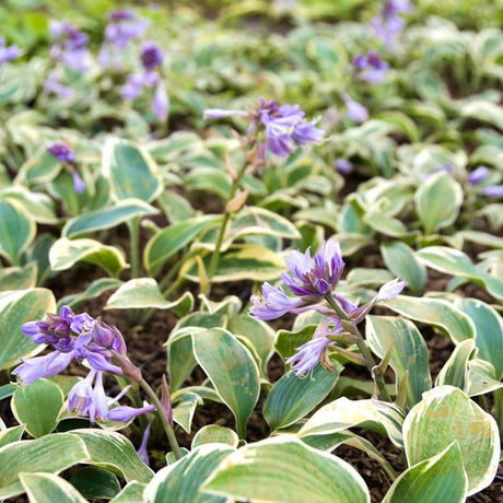 Black Friday - Reduceri Crin de Toamna (Hosta) First Frost, cu frunzis albastru-verzui si margini galbene Promotie