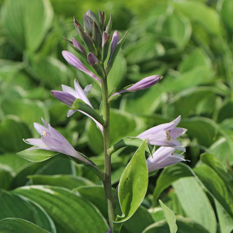 Crin de toamna (Hosta) Francee, livrat in ghiveci de 1L