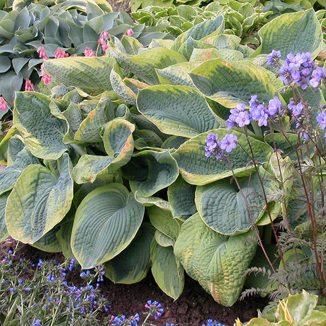 Crin de toamna (Hosta) Frances Williams, livrat in ghiveci de 1L