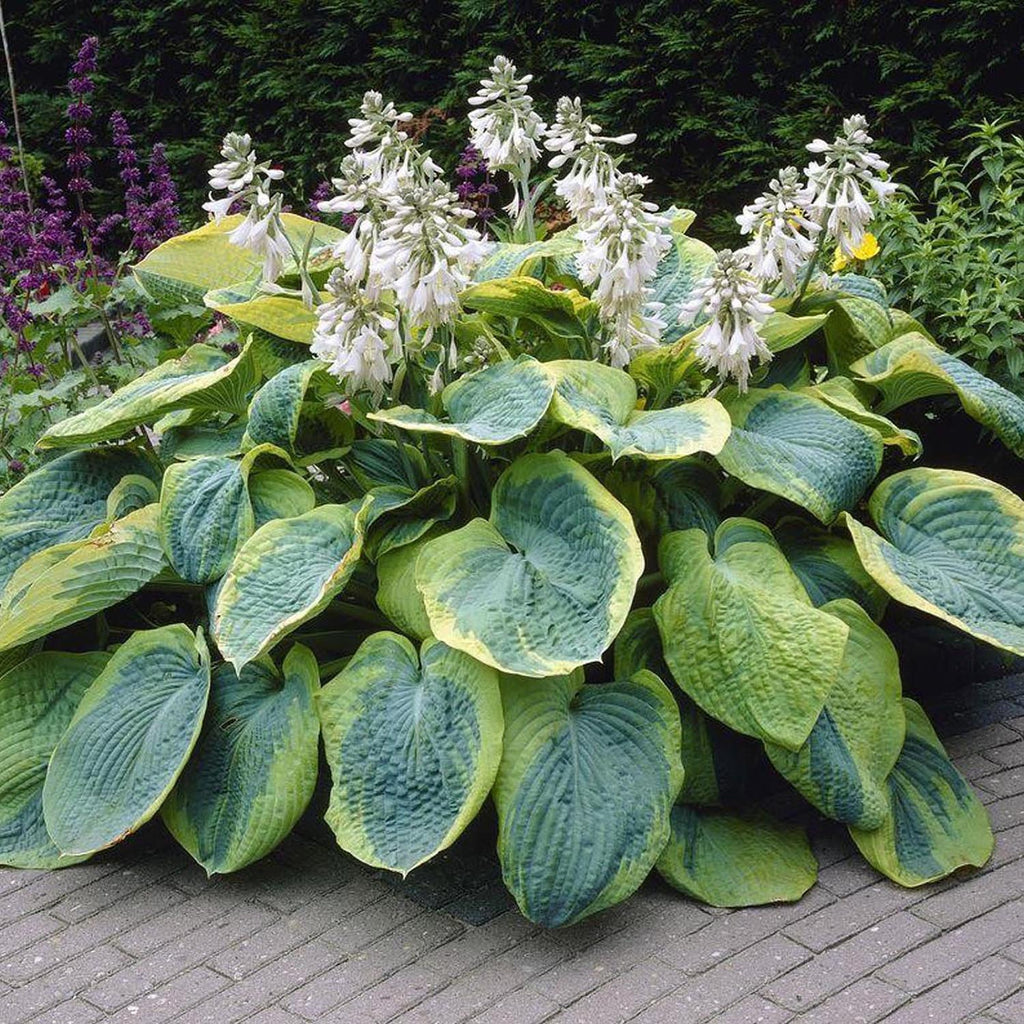 Crin de toamna (Hosta) Frances Williams, livrat in ghiveci de 1L