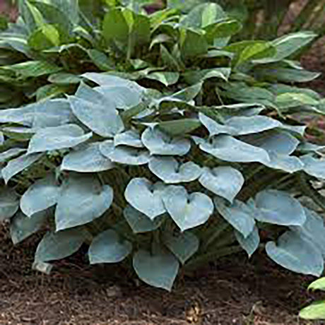 Black Friday - Reduceri Crin de Toamna (Hosta Hybrid) Halcyon, cu frunzis albastru-verzui Promotie