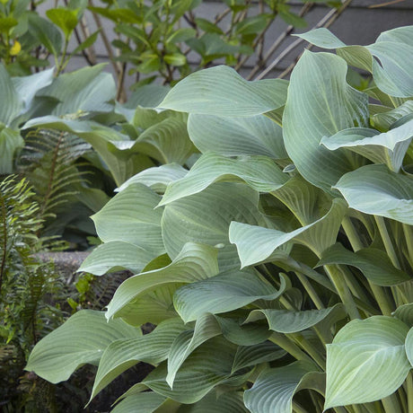 Crin de Toamna (Hosta) Krossa Regal, cu frunzis albastrui regal