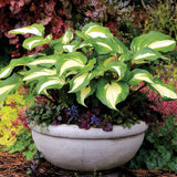 Crin de toamna (Hosta) Raspberry Sundae - VERDENA-livrat in ghiveci de 1.5 L