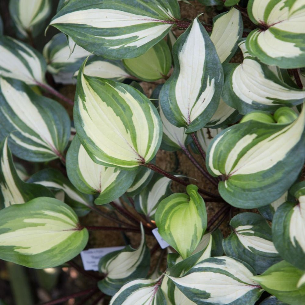 Black Friday - Reduceri Crin de Toamna (Hosta) Raspberry Sundae, cu frunzis galben si margini verzi Promotie