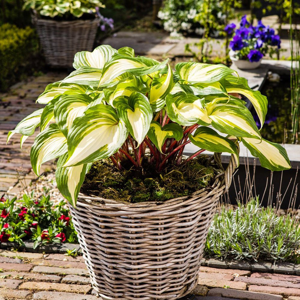 Black Friday - Reduceri Crin de Toamna (Hosta) Raspberry Sundae, cu frunzis galben si margini verzi Promotie