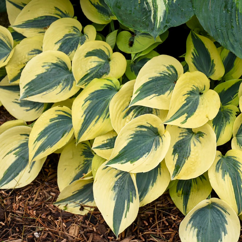 Crin de toamna (Hosta) Shadowland Autumn Frost - VERDENA-livrat in ghiveci de 1.5 L