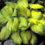 Crin de toamna (Hosta) Stained Glass - VERDENA-livrat in ghiveci de 1.5 L