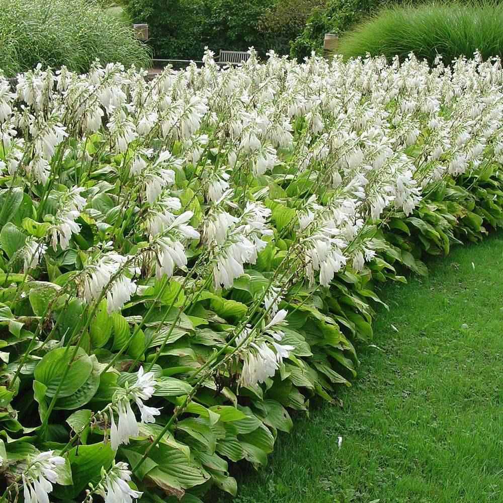 Crin de tomana (Hosta) Royal Standard - VERDENA-livrat in ghiveci de 1L