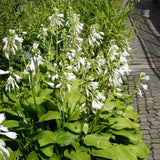 Crin de tomana (Hosta) Royal Standard - VERDENA-livrat in ghiveci de 1L