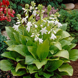 Crin de toamna (Hosta) Royal Standard|VERDENA|Hosta|Plante perene|livrat in ghiveci de 1L