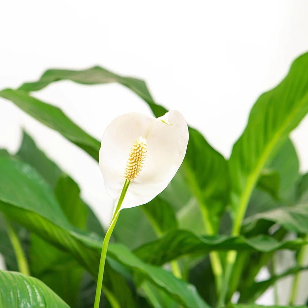 Crinul Pacii Spathiphyllum Pearl Cupido - 35-40 cm - VERDENA-35-40 cm inaltime, livrat in ghiveci de 2 l