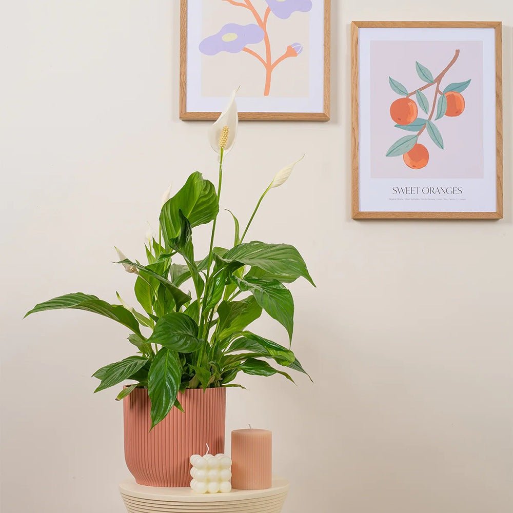 Crinul Pacii Spathiphyllum Pearl Cupido - 80 Cm - VERDENA-80 cm inaltime, livrat in ghiveci de 3 l