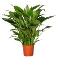 Black Friday - Reduceri Crinul Pacii Spathiphyllum Sweet Sebastiano - 130-140 cm Promotie