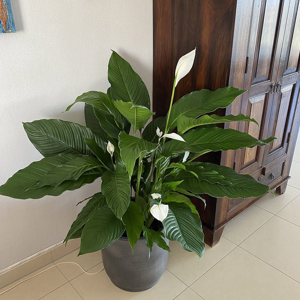 Crinul Pacii Spathiphyllum Sweet Sebastiano - 140 cm - VERDENA-140 cm inaltime livrat in ghiveci de 9 l