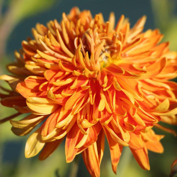 Crizantema Ordensstern, livrat in ghiveci de 0.5L