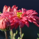 Crizantema Schlosstaverne, livrat in ghiveci de 0.5L