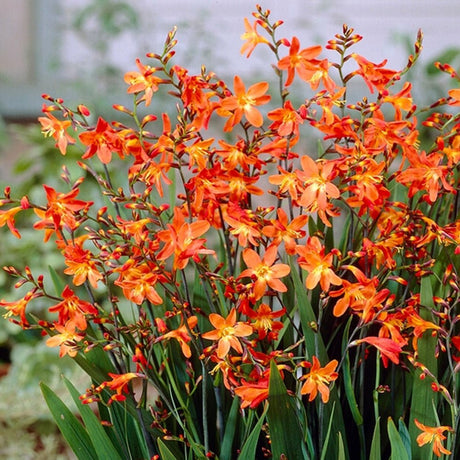 Crocosmia Carmine Brilliant