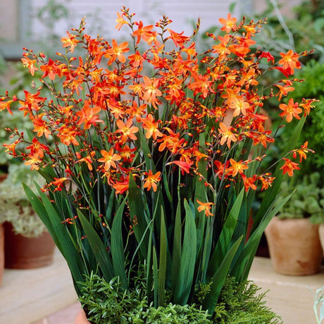 Crocosmia Carmine Brilliant