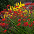 Black Friday - Reduceri Crocosmia rosu Lucifer, cu flori rosii Promotie