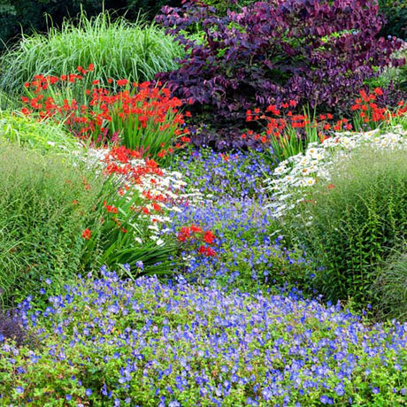 Crocosmia rosu Lucifer, cu flori rosii