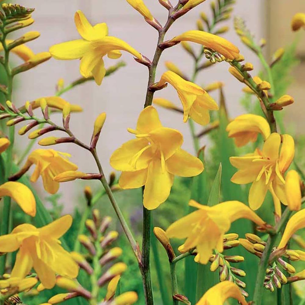 Crocosmia Sunglow - VERDENA-livrat in ghiveci de 3 L