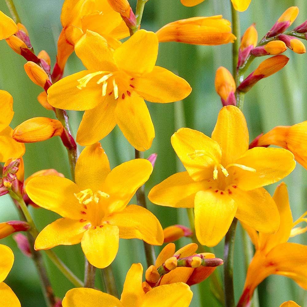 Crocosmia Sunglow - VERDENA-livrat in ghiveci de 3 L