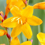 Crocosmia Sunglow - VERDENA-livrat in ghiveci de 3 L