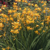 Crocosmia Sunglow - VERDENA-livrat in ghiveci de 3 L